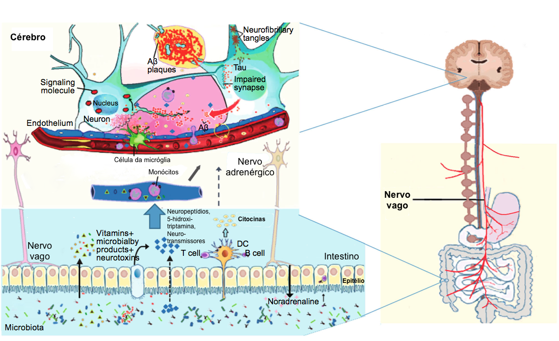 Intestino-cerebro.png