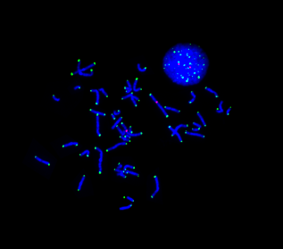 ajmgb32575-fig-0001.png
