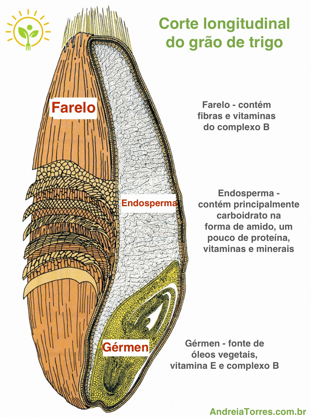 wheat Germ.jpg