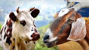cabra_e_vaca.jpg
