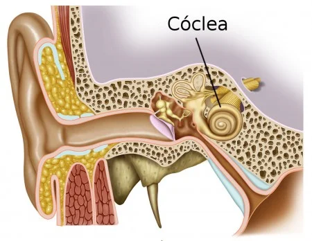 coclea-450x348.jpg