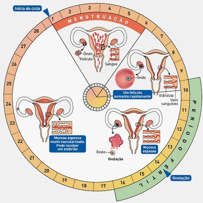 calcular-o-ciclo-menstrual.jpg