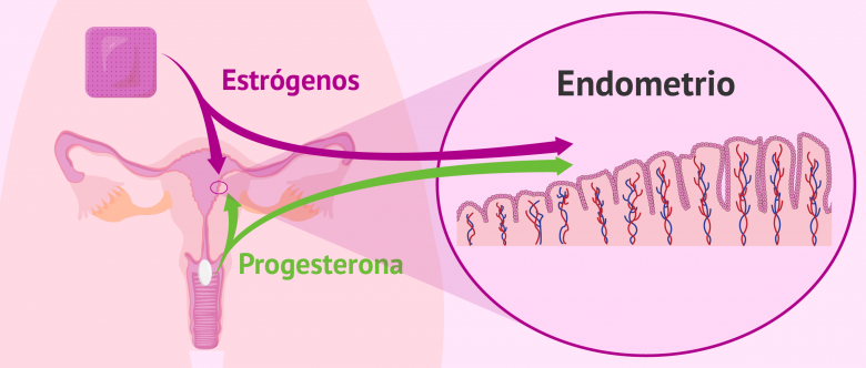 Estrogenos altos