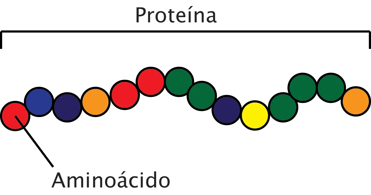protein.jpg
