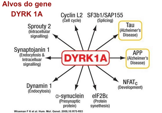 DYRK1A-Tau-APP.jpg