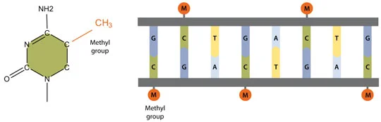 dna-methylation.jpg