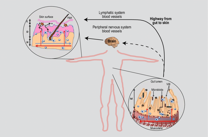 Intestino saudável educa o sistema imune e melhora até a saúde da pele
