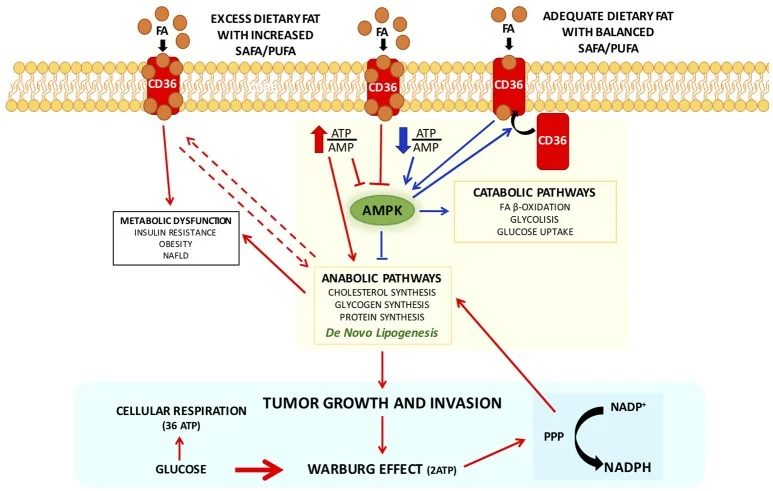 Consumo de gordura e câncer ( Carta et al., 2017 )