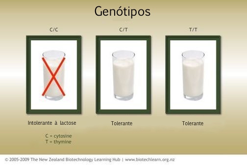 lactose.jpg