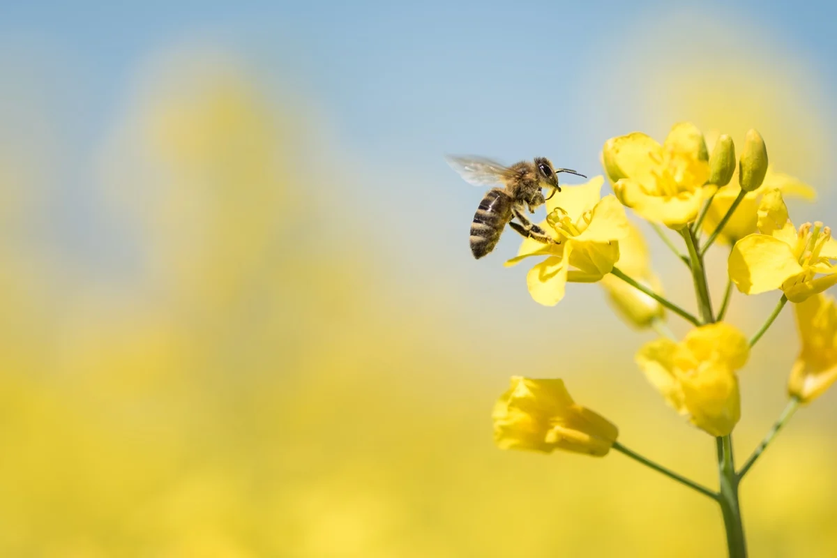 França é o primeiro país a banir 5 pesticidas exterminadores de abelhas - Brasil faz o contrário