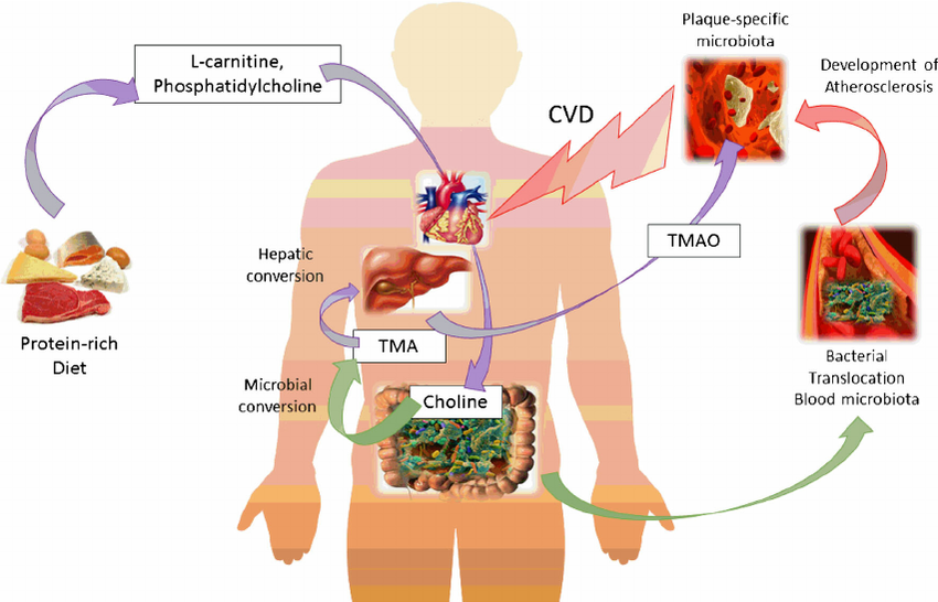 Gut-microbiota-and-its-impact-on-the-cardiovascular-system-Products-from-a-protein-rich.png