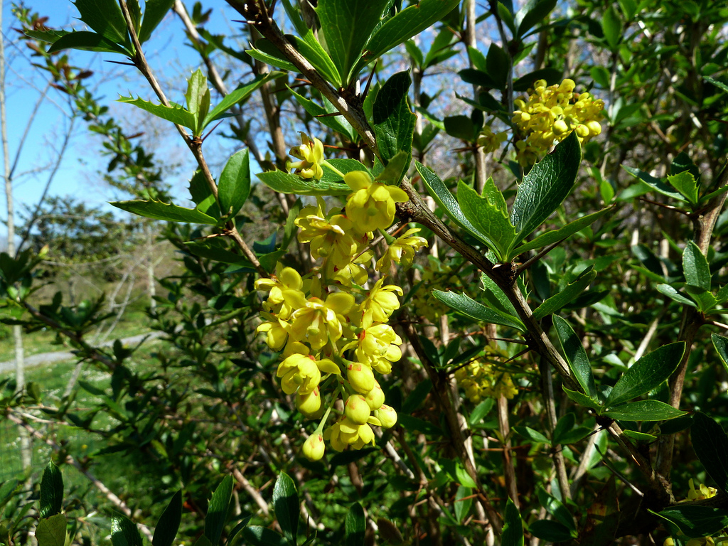 Berberis Aristata