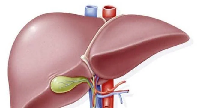Alterações hepáticas na síndrome de Down