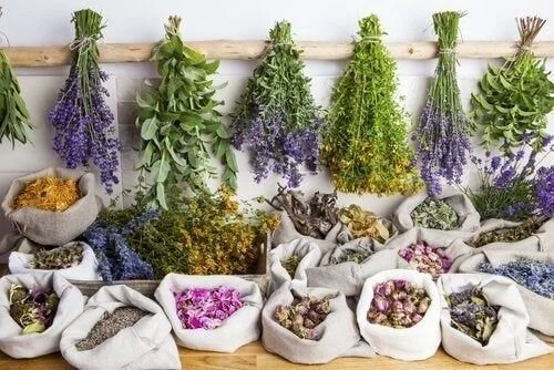O nutricionista e a fitoterapia