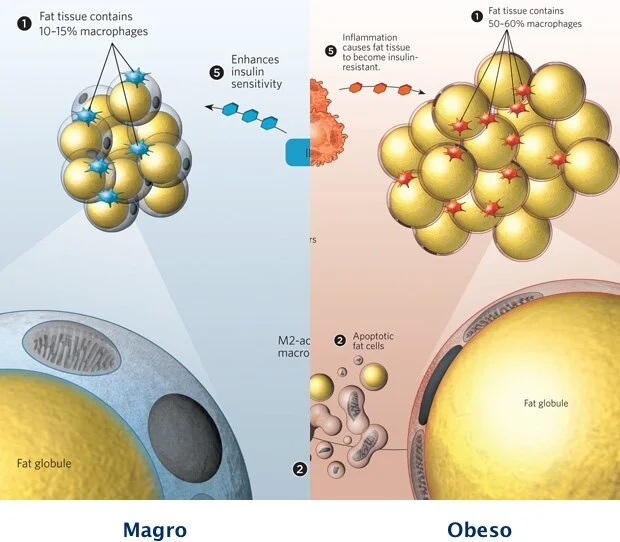 Endotoxemia Metabolica Andreia Torres