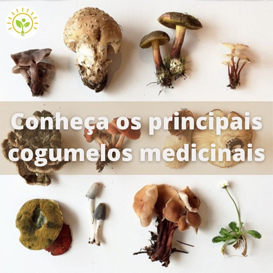 Além do shimeji e shitake: veja outros saborosos cogumelos japoneses