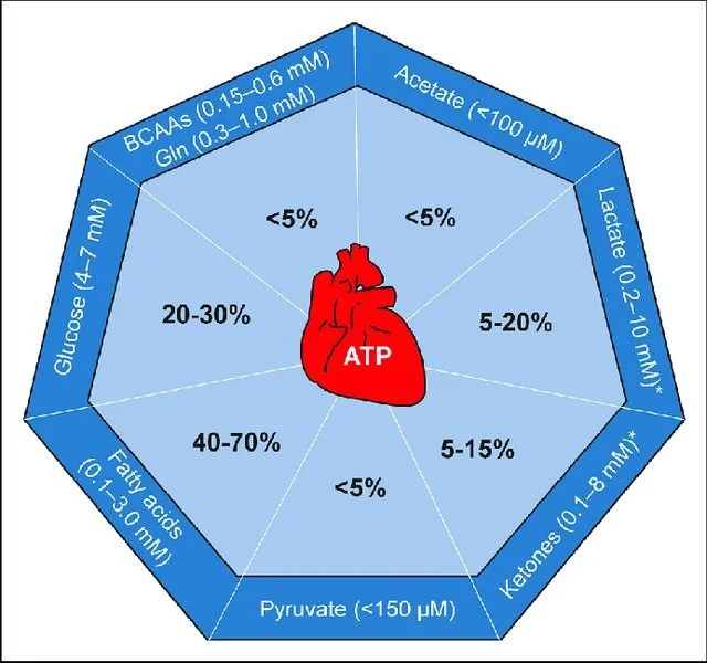 Da onde o coração tira energia?