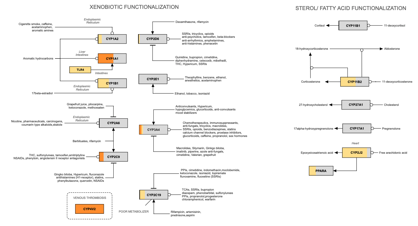 Genética e detox de metais pesados