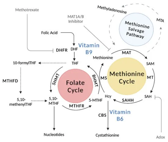 Introdução ao metabolismo de um carbono