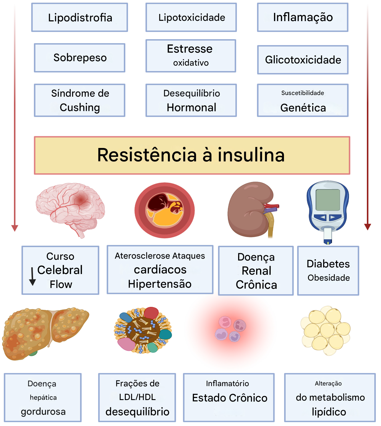 Magro e com resistência à insulina?