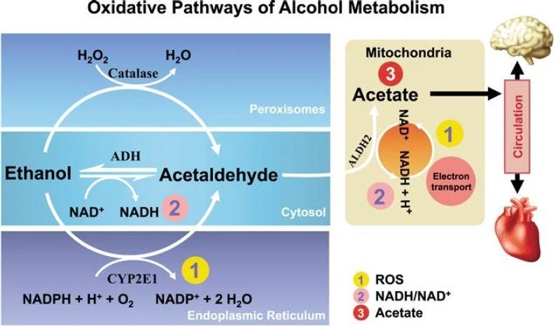 Metabolismo do álcool (etanol)