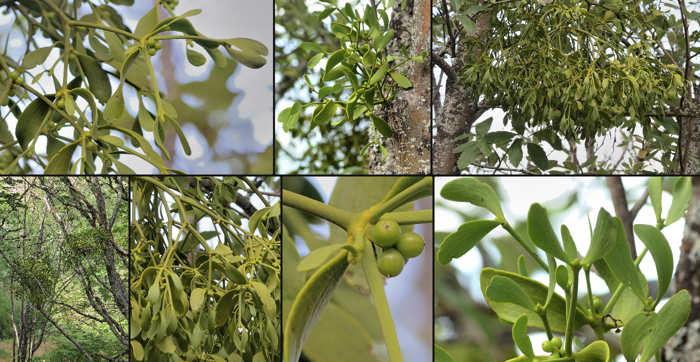 Viscum album L. no tratamento oncológico