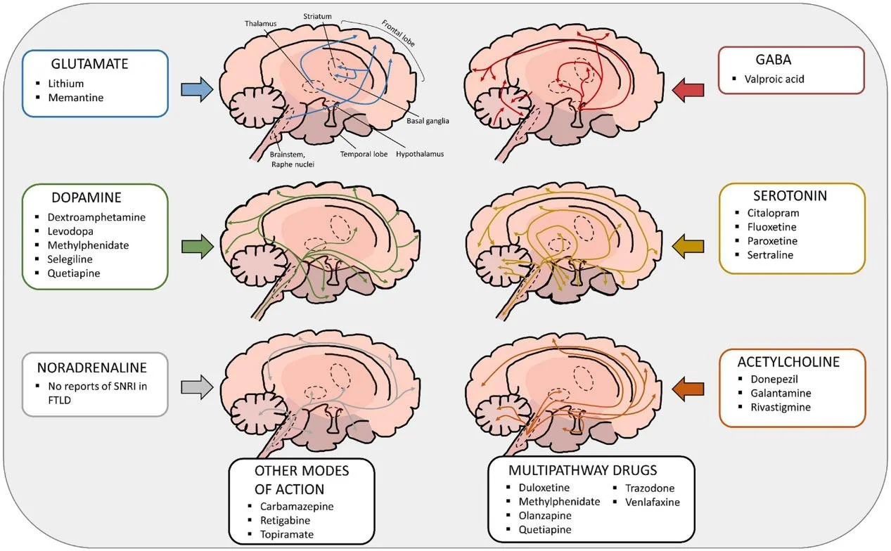 Neurotransmissores: definição e papel fisiológico