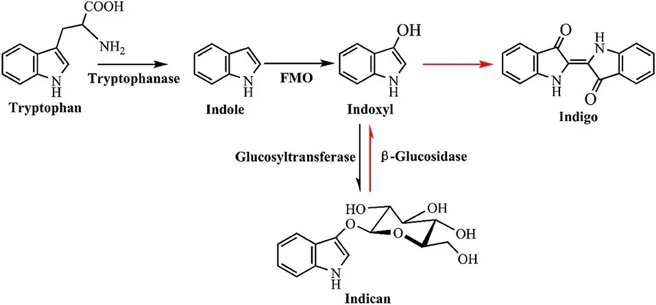 Avaliação dos níveis urinários de indican (indoxil sulfato)