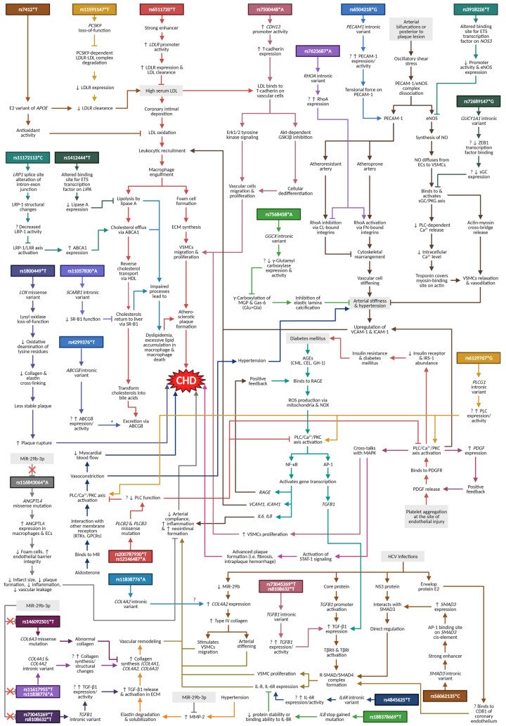 A influência da genética nas doenças cardíacas