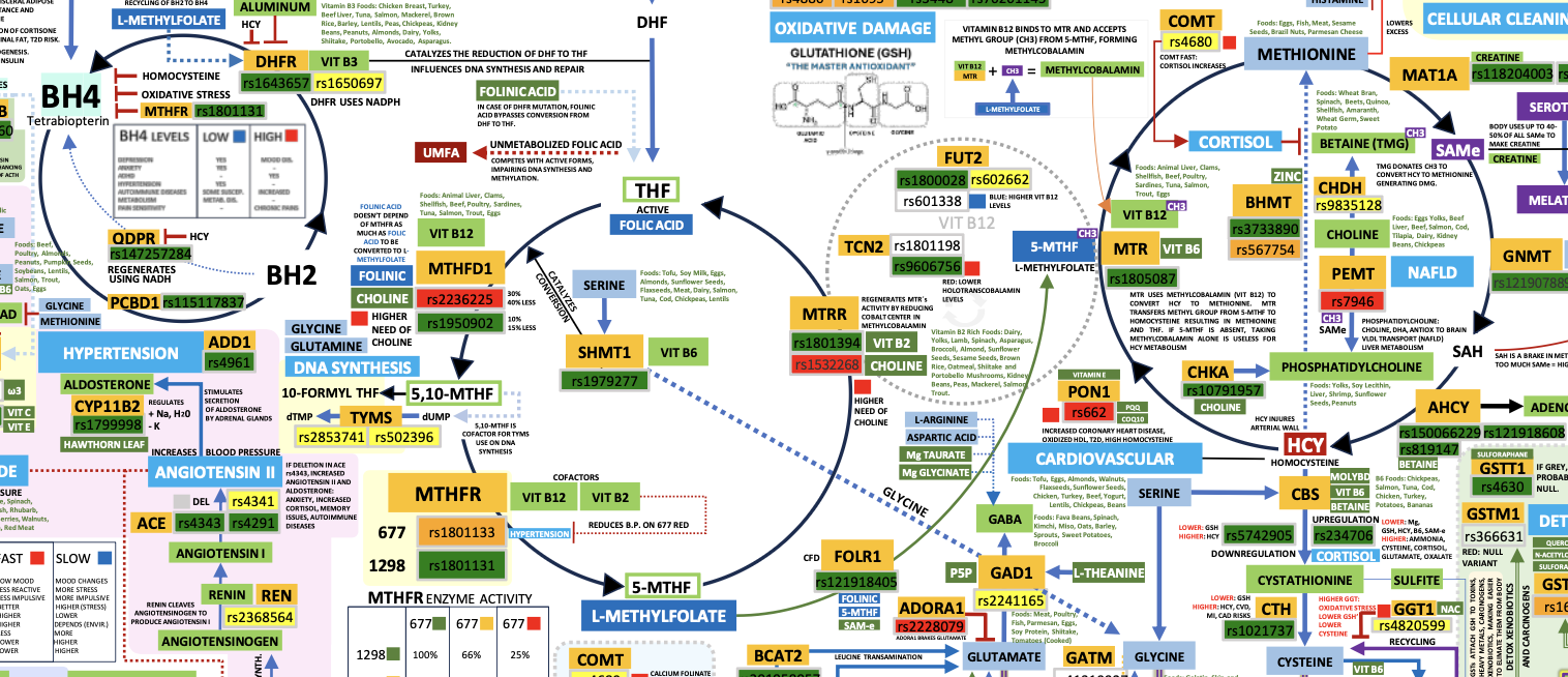 A Nova Fronteira da Saúde: Por que Dominar o Mapa Metabólico e os SNPs?