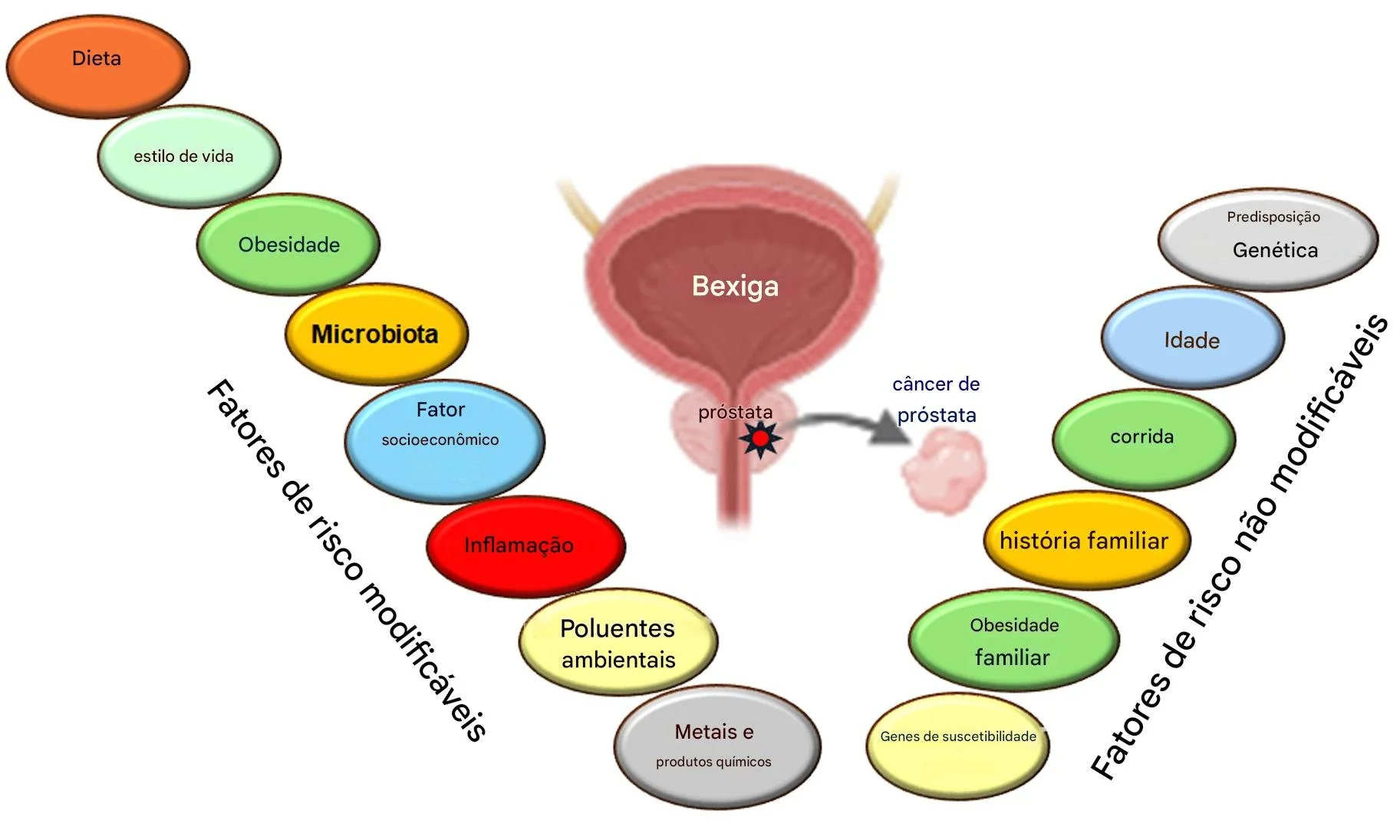 Fatores de risco e mecanismos da inflamação crónica na progressão para câncer de próstata