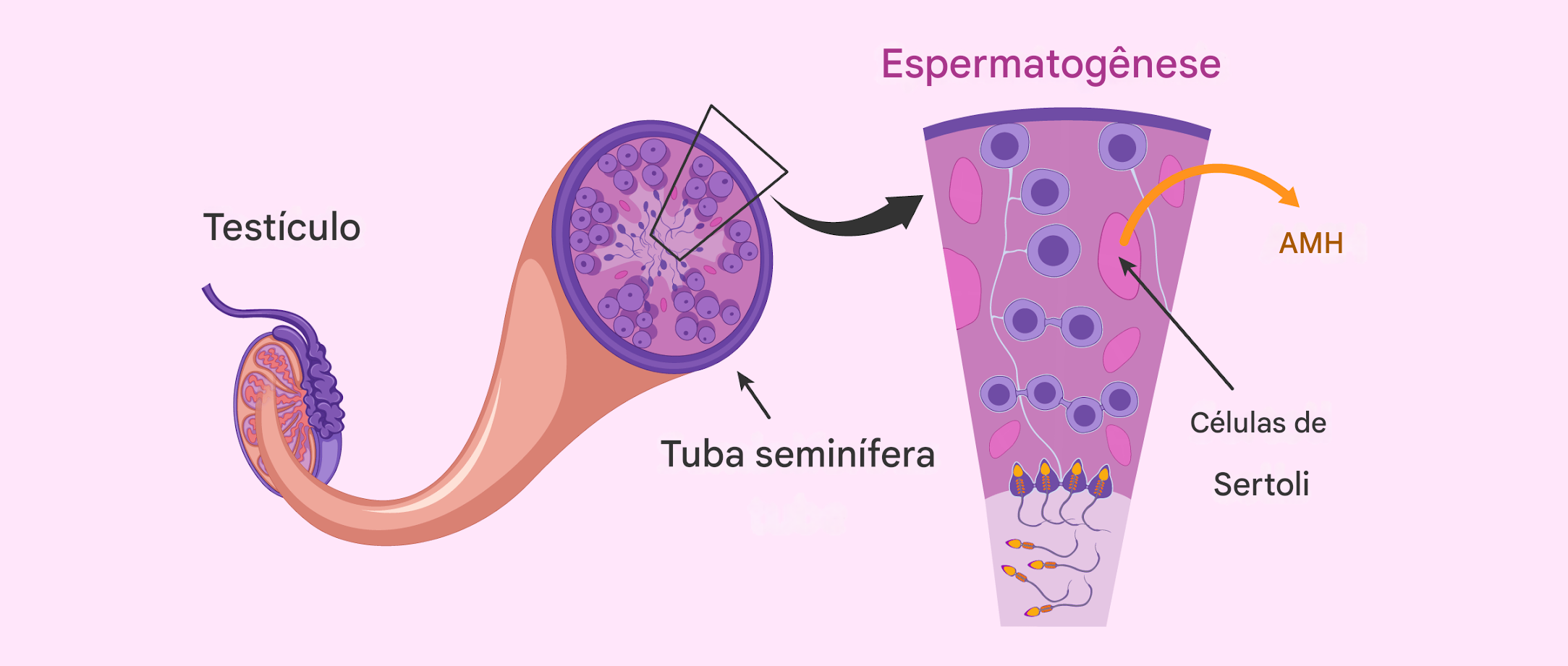 Hormónio antimulleriano em homens