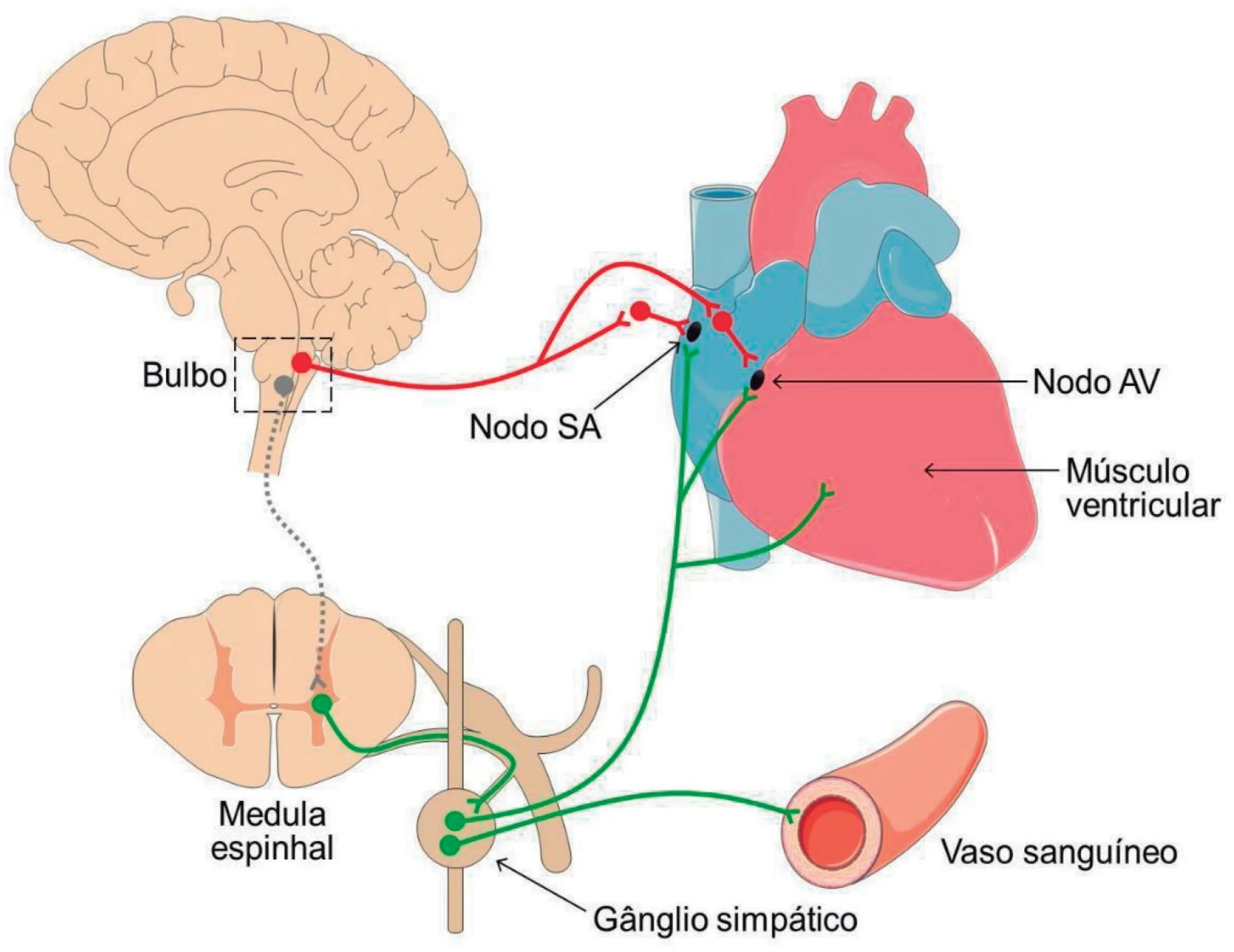 Teste caseiro de disautonomia