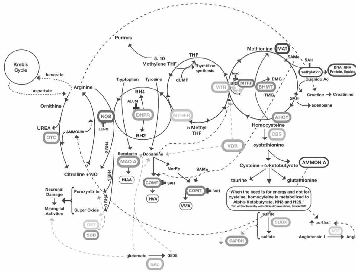 Homocisteína e doença cardiovascular