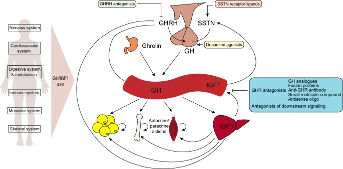 Estratégias Naturais para Otimizar a Secreção do Hormônio do Crescimento