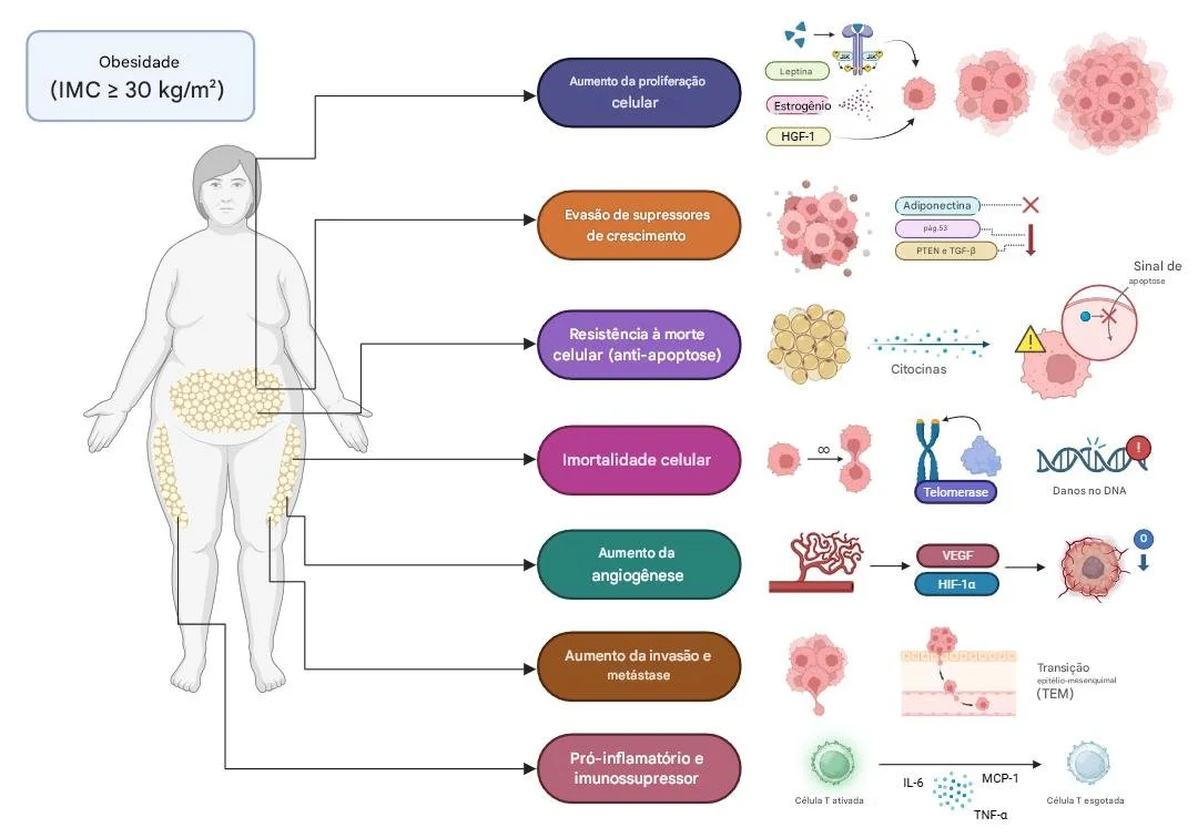 Como a inflamação impacta o metabolismo das estronas e seus efeitos hormonais