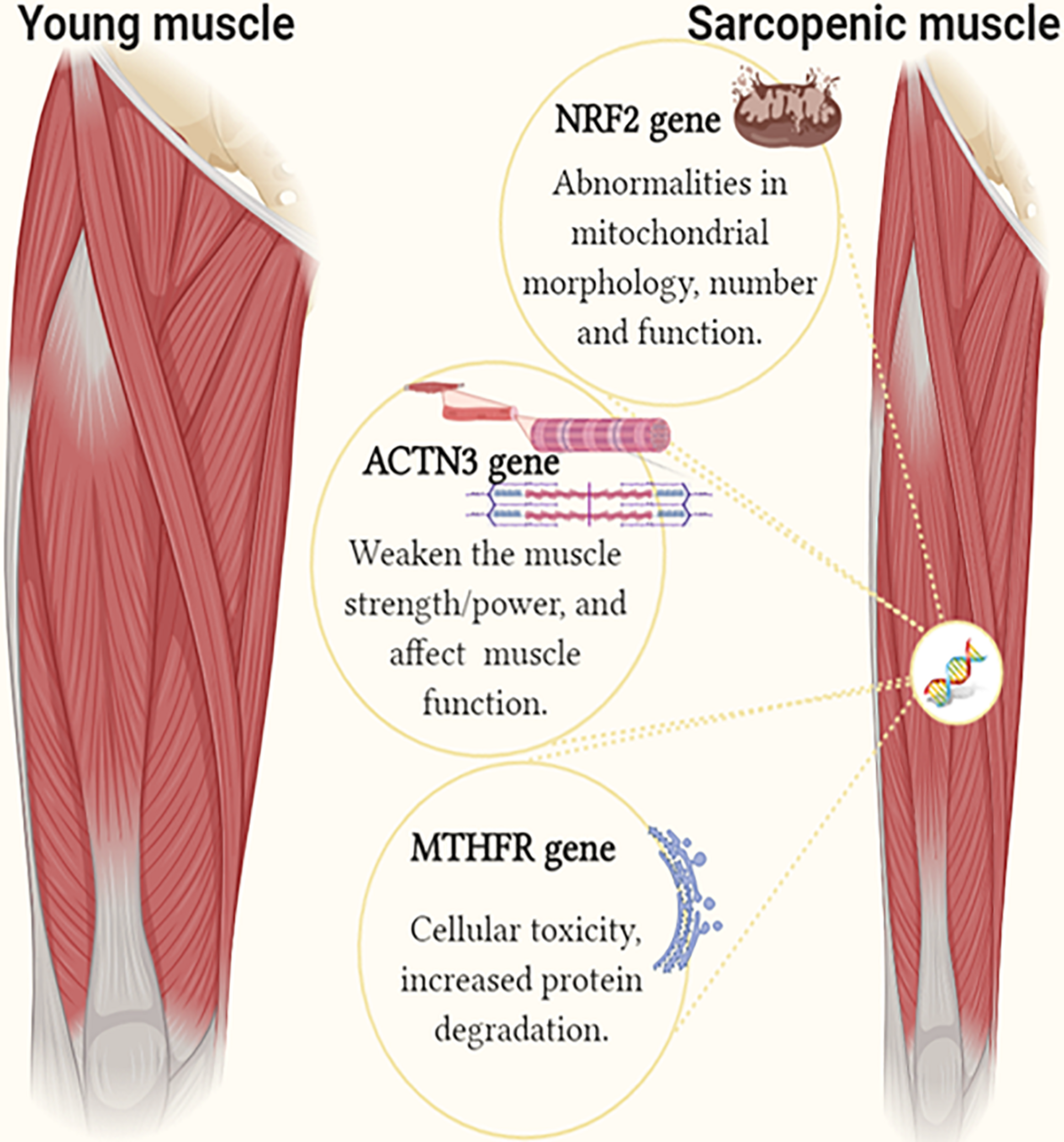 Genética da sarcopenia