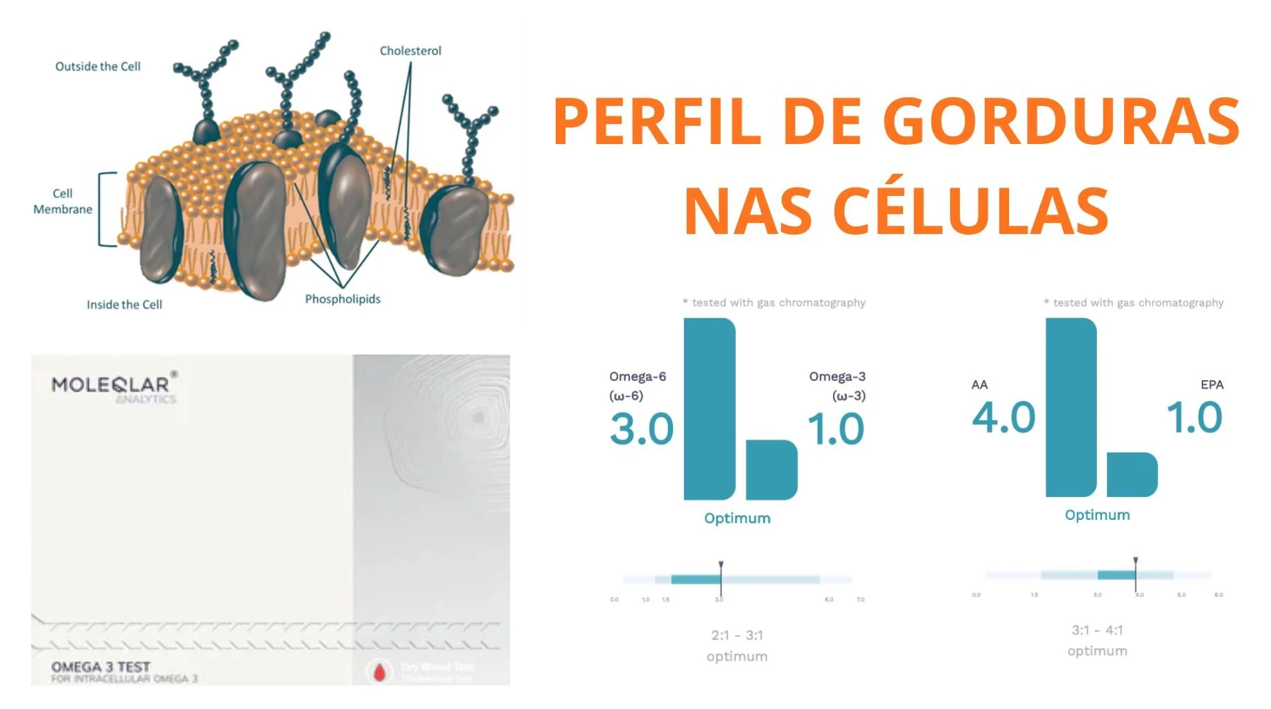 Análise funcional do perfil de ácidos graxos eritrocitários