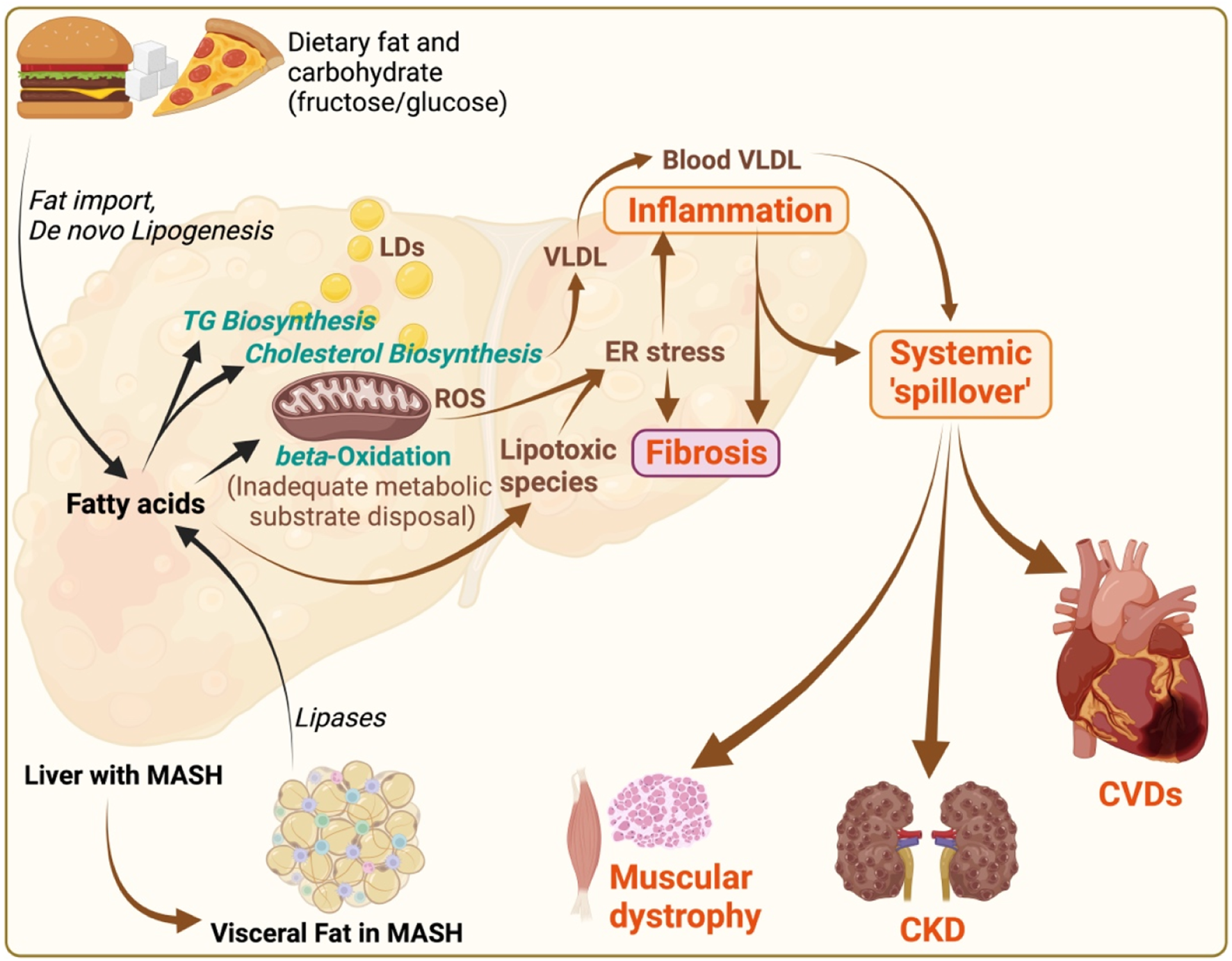 A doença hepática é, na verdade, um problema de todo o metabolismo