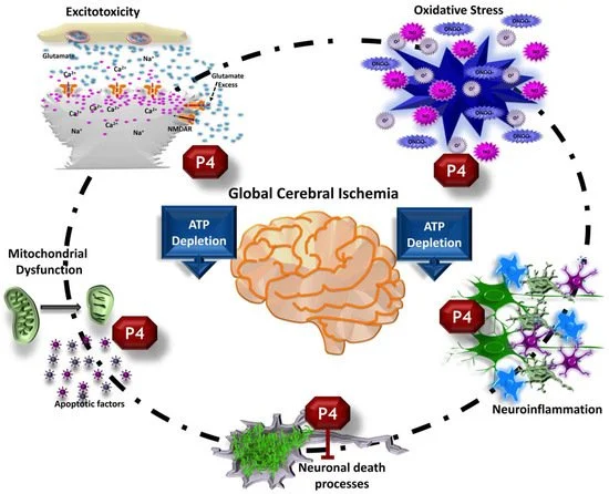 Efeitos neuroprotetores da progesterona