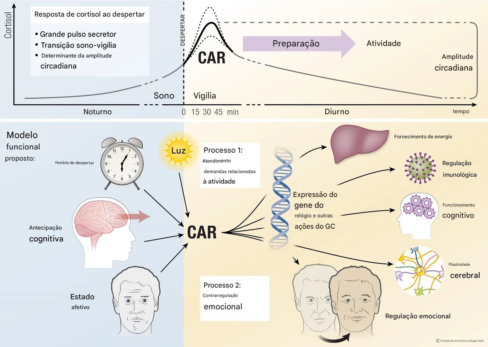 Resposta do Cortisol ao Despertar (CAR - Cortisol Awakening Response)