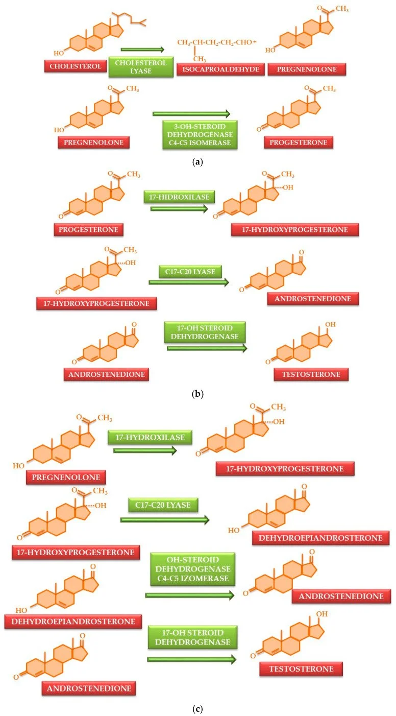 Metabolismo da testosterona