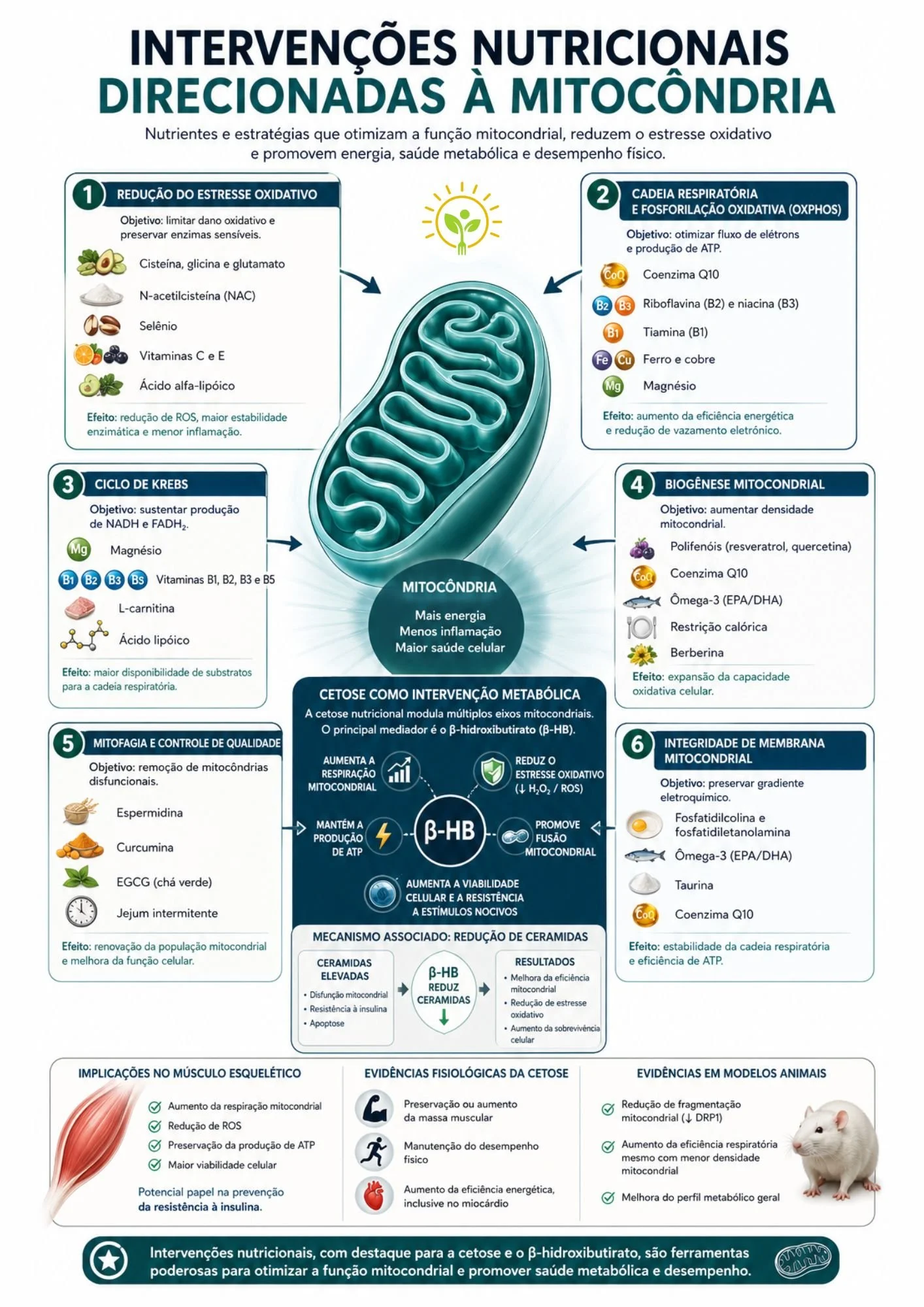 Intervenções nutricionais direcionadas à mitocôndira
