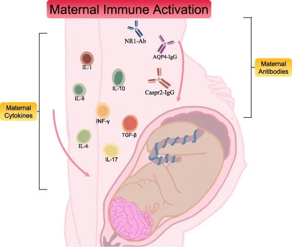 Eixo imune materno-fetal e neurodesenvolvimento