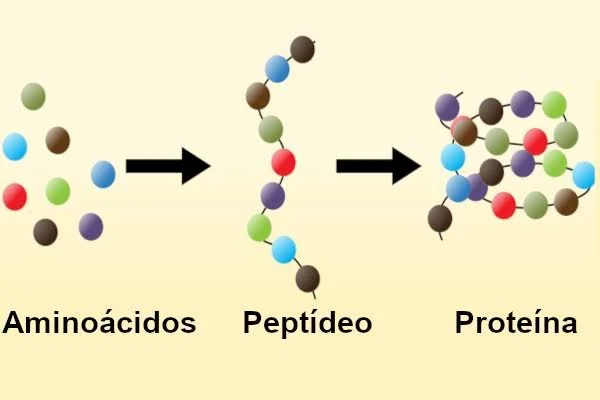 Peptídeos: o que são, benefícios, aplicações e riscos