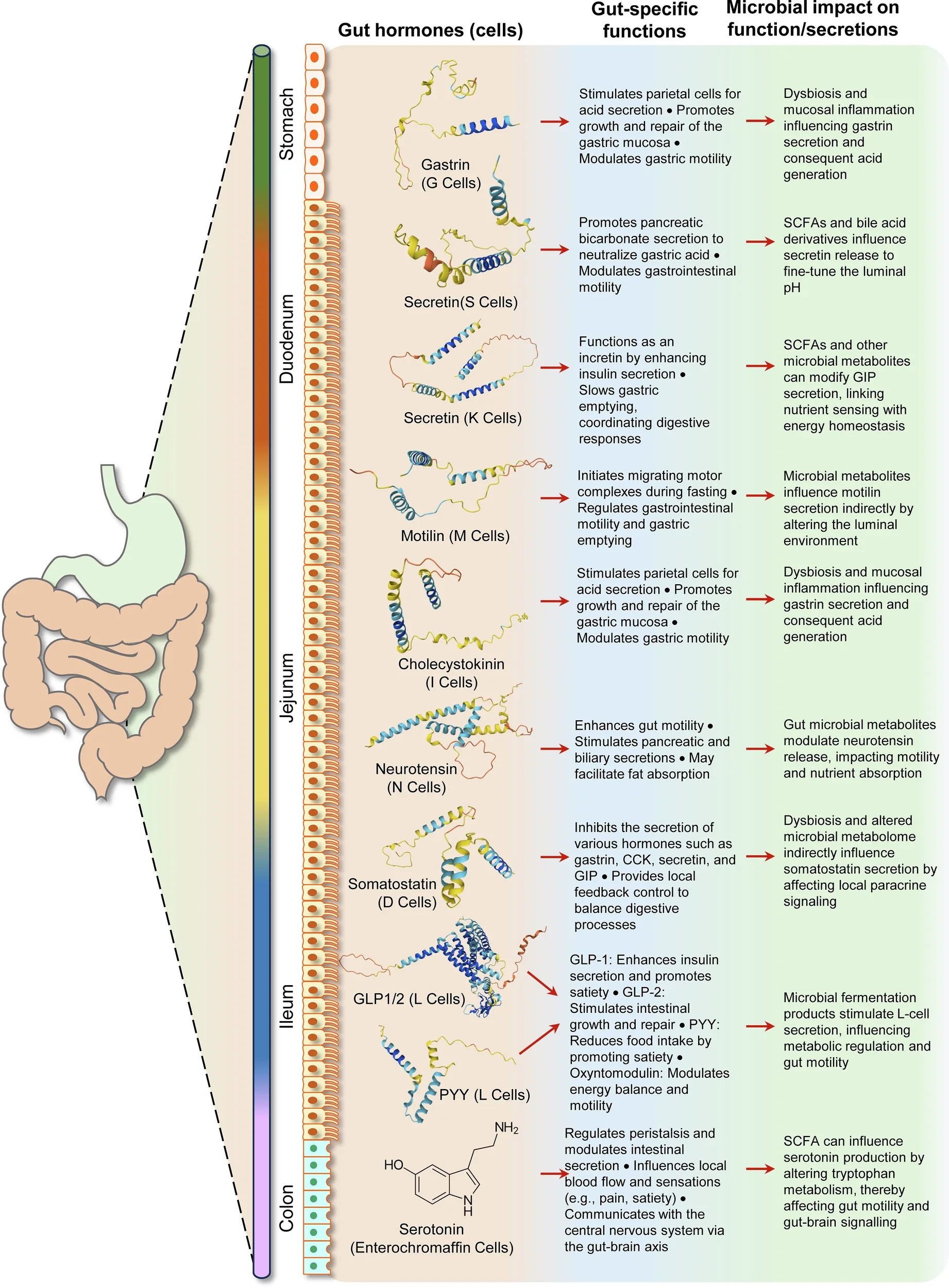 Hormônios intestinais