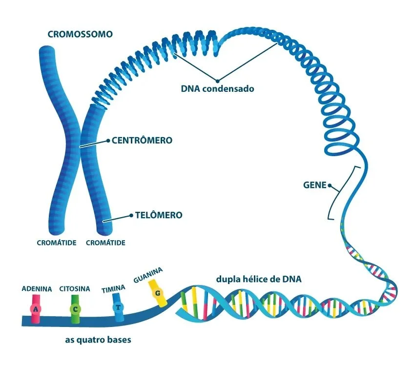 DNA: a molécula da vida — ANDREIA TORRES