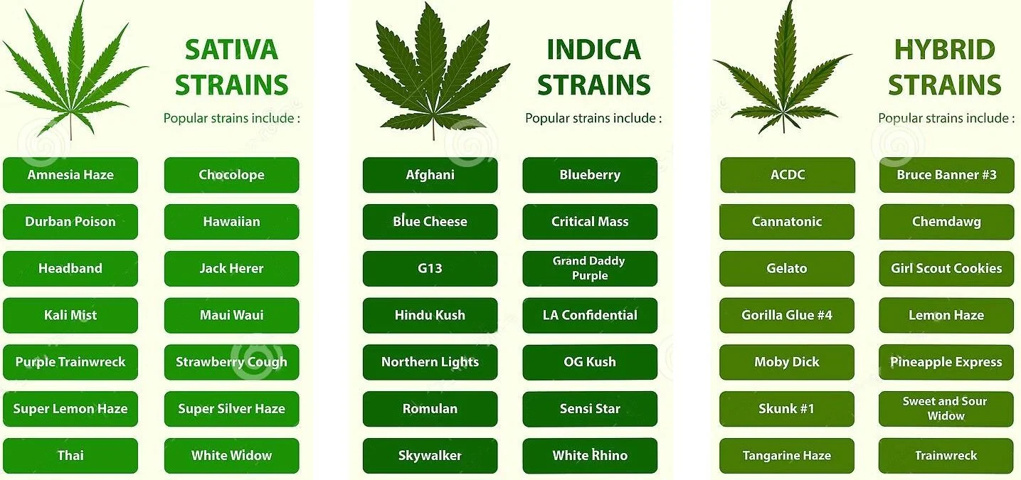 Taxonomia da Cannabis — ANDREIA TORRES