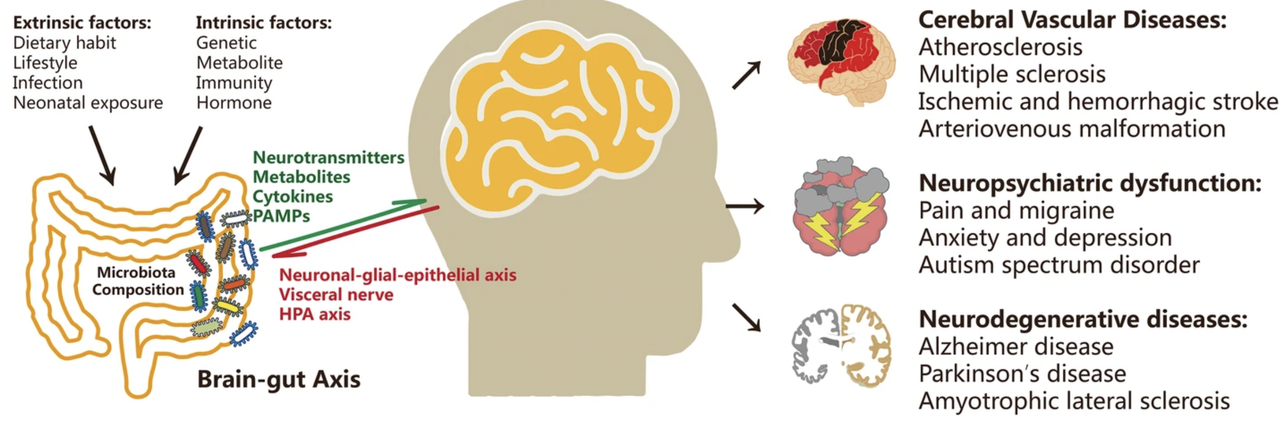 Disbiose, inflamação e doenças neuropsiquiátricas — ANDREIA TORRES