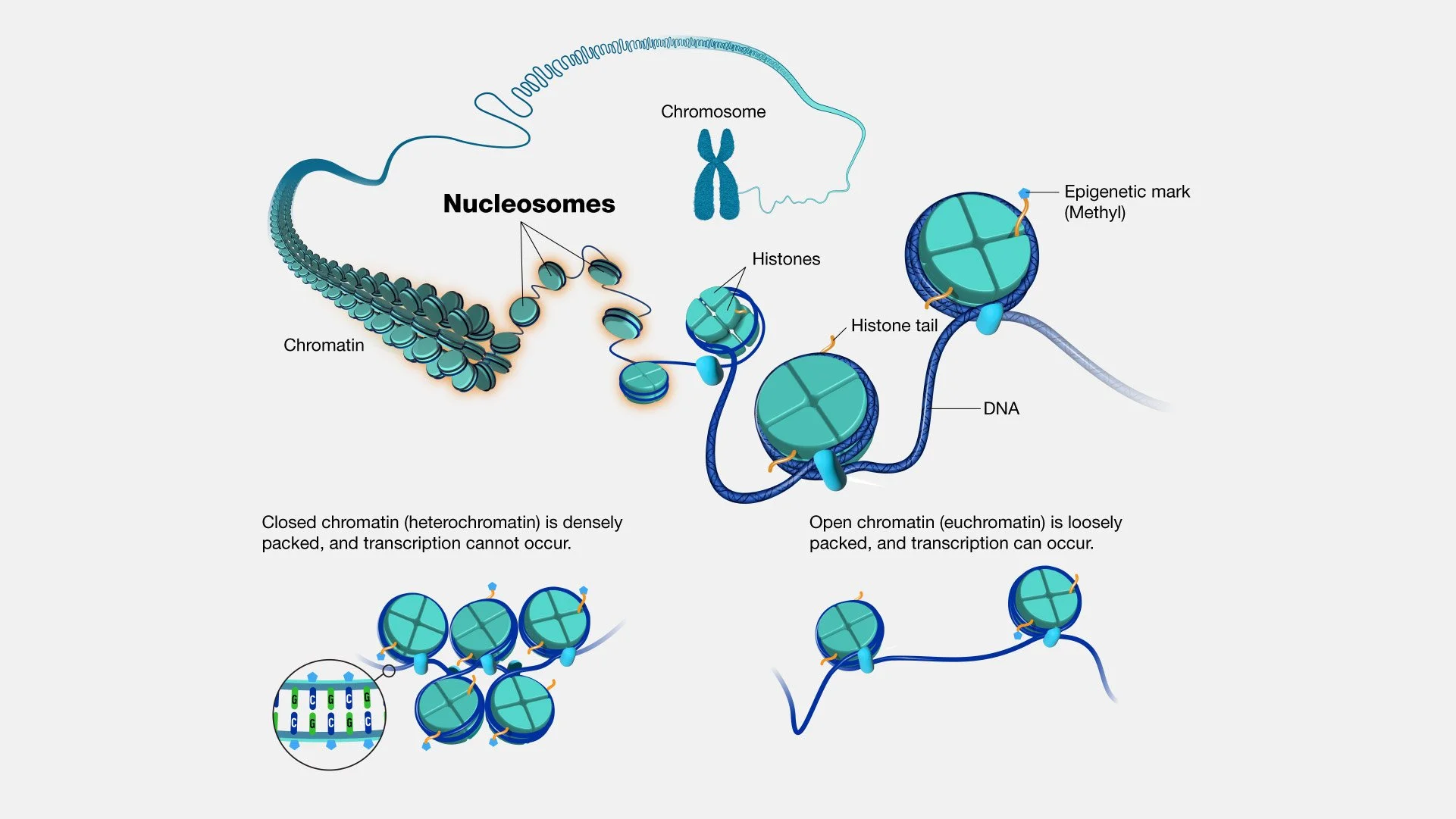 Nucleosome.jpg